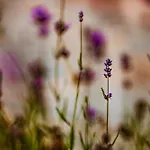 Bed & Breakfast Targowski Dwor Mazury