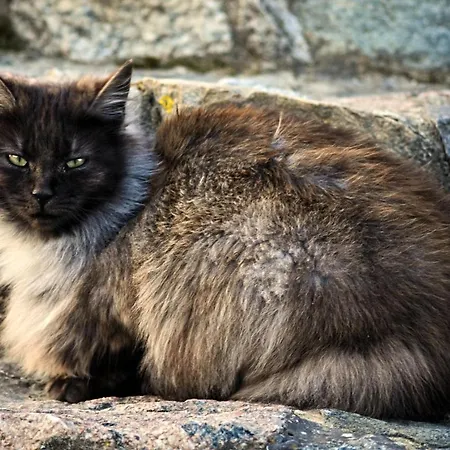 Targowski Dwór Mazury Dzwierzuty