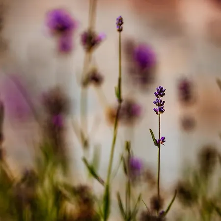 Bed & Breakfast Targowski Dwor Mazury