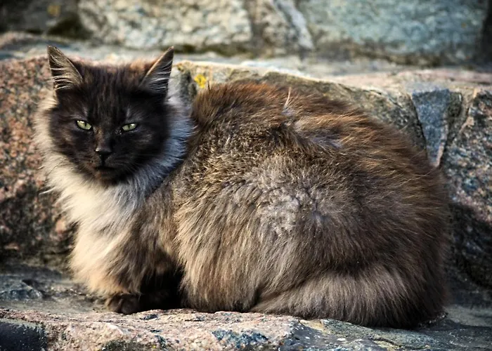 Targowski Dwor Mazury Dzwierzuty