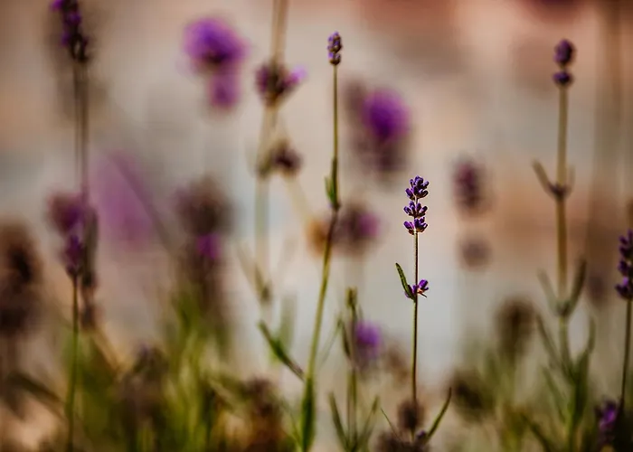 Bed & Breakfast Targowski Dwor Mazury